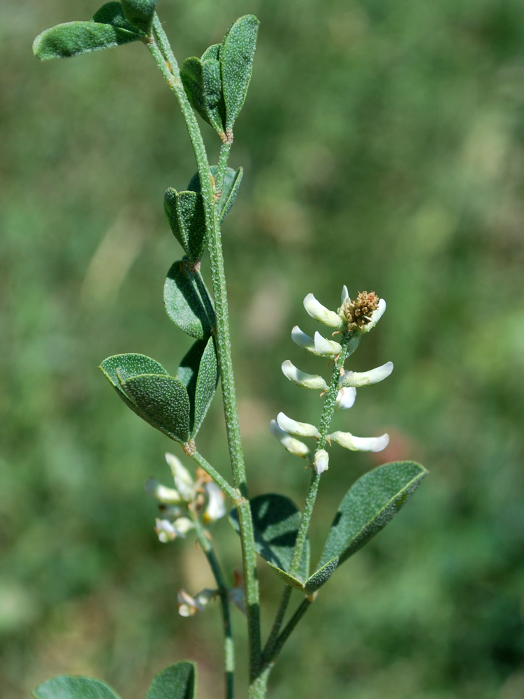 Image of Meristotropis triphylla specimen.