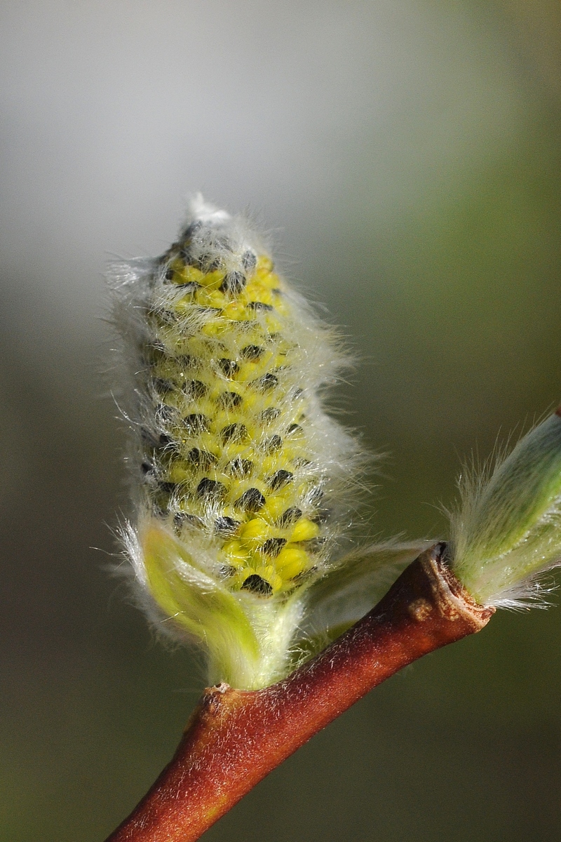 Image of Salix alatavica specimen.