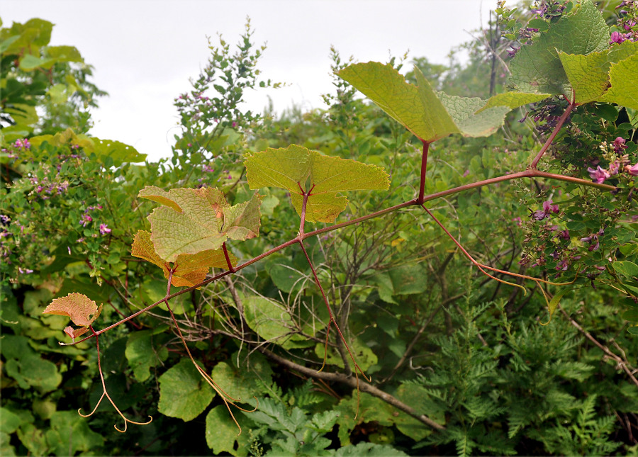 Изображение особи Vitis amurensis.