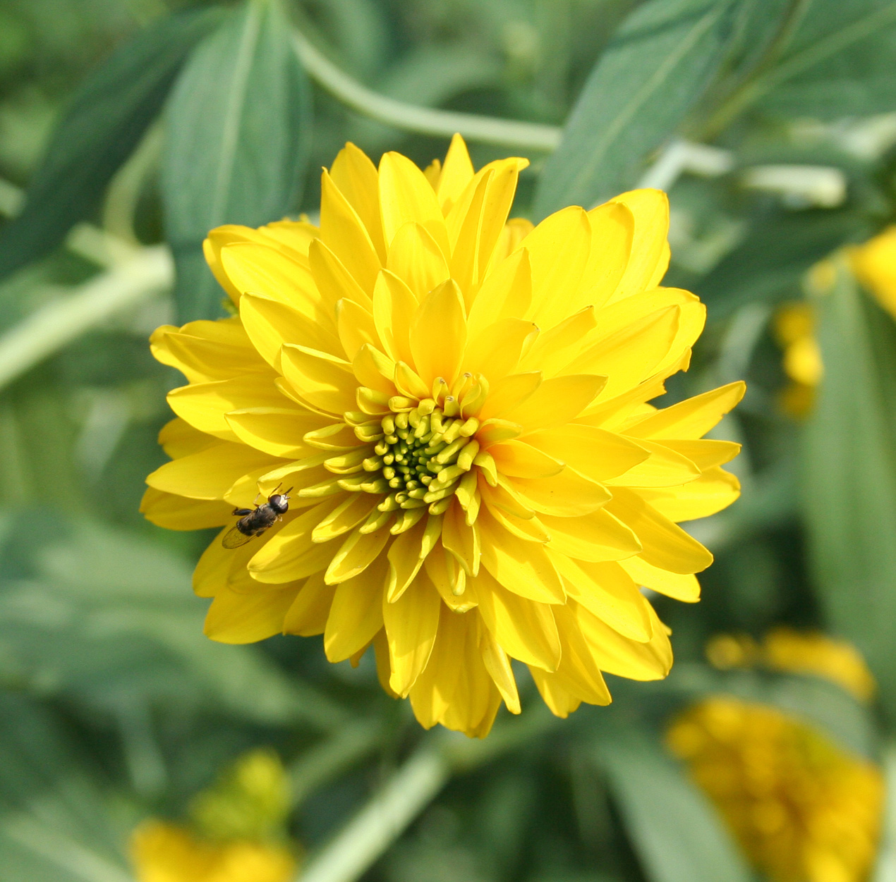 Image of Rudbeckia laciniata var. hortensia specimen.