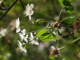 Cerasus vulgaris. Соцветие. Санкт-Петербург. 29.05.2009.