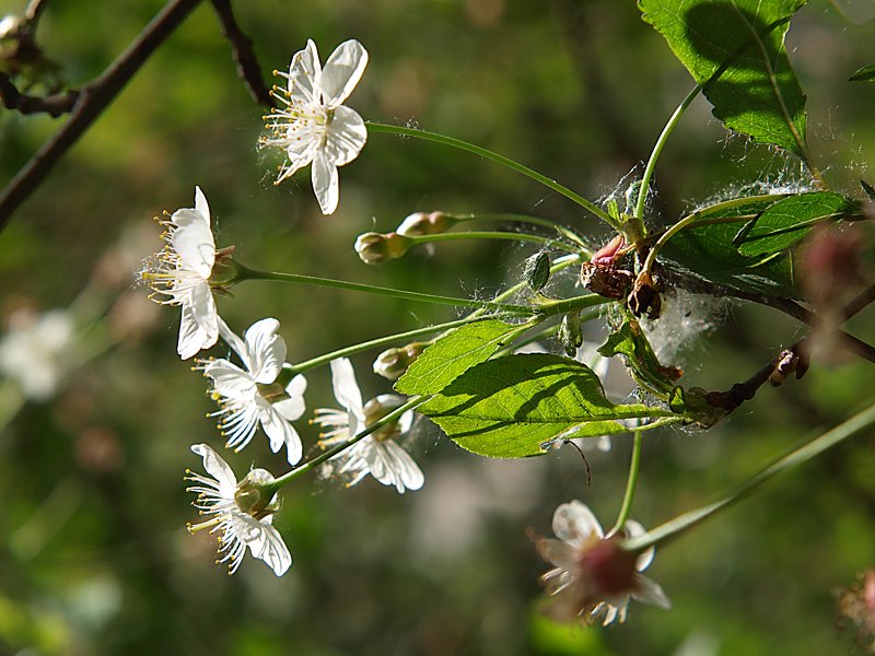 Изображение особи Cerasus vulgaris.