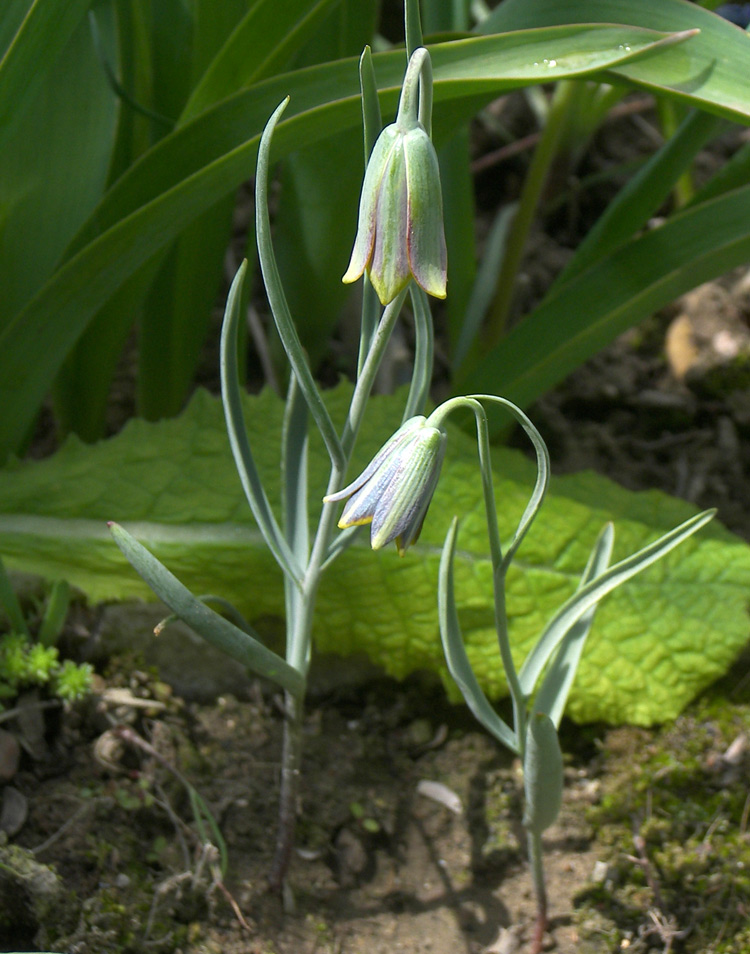 Image of Fritillaria fleischeriana specimen.