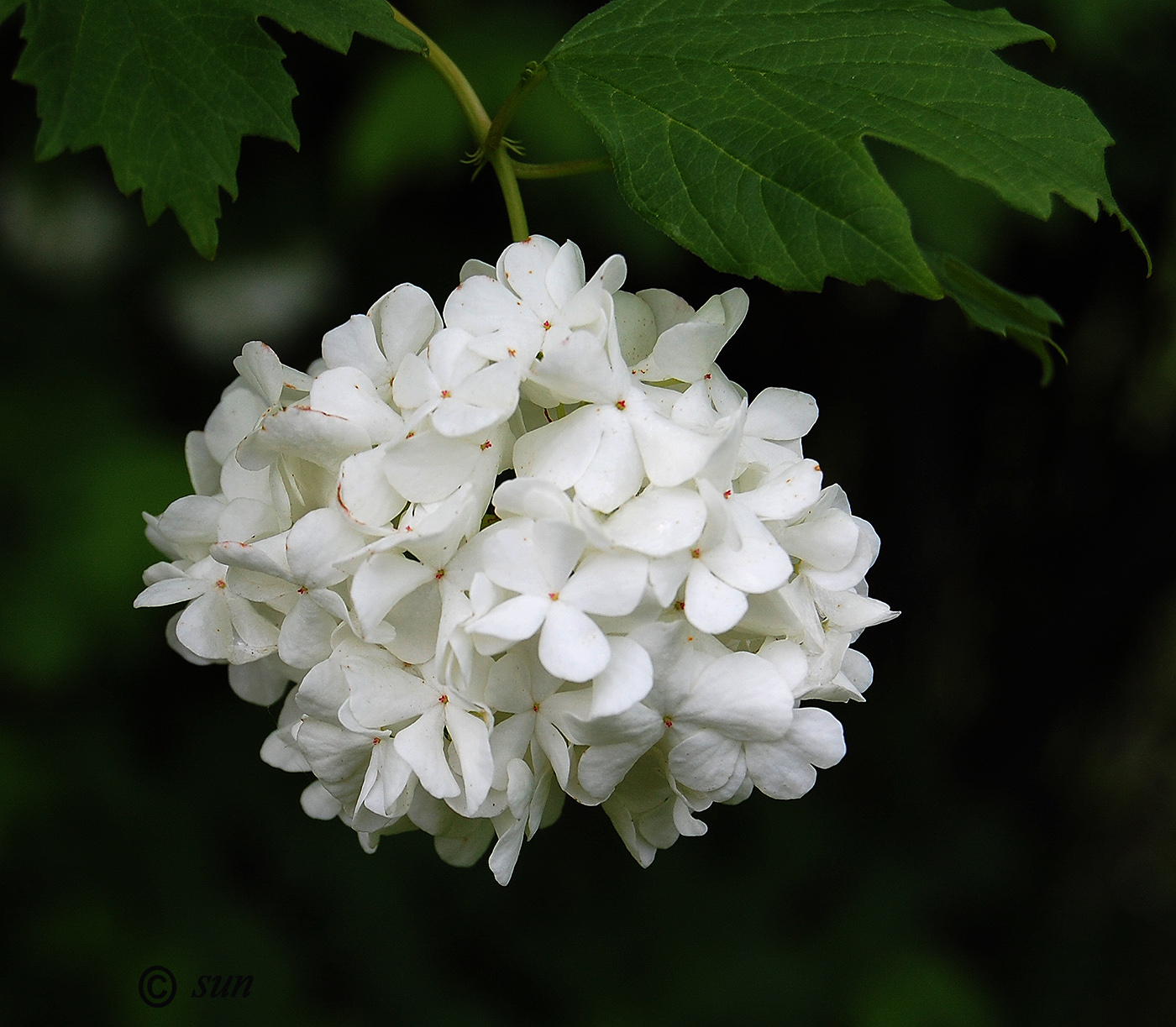 Image of Viburnum opulus f. roseum specimen.