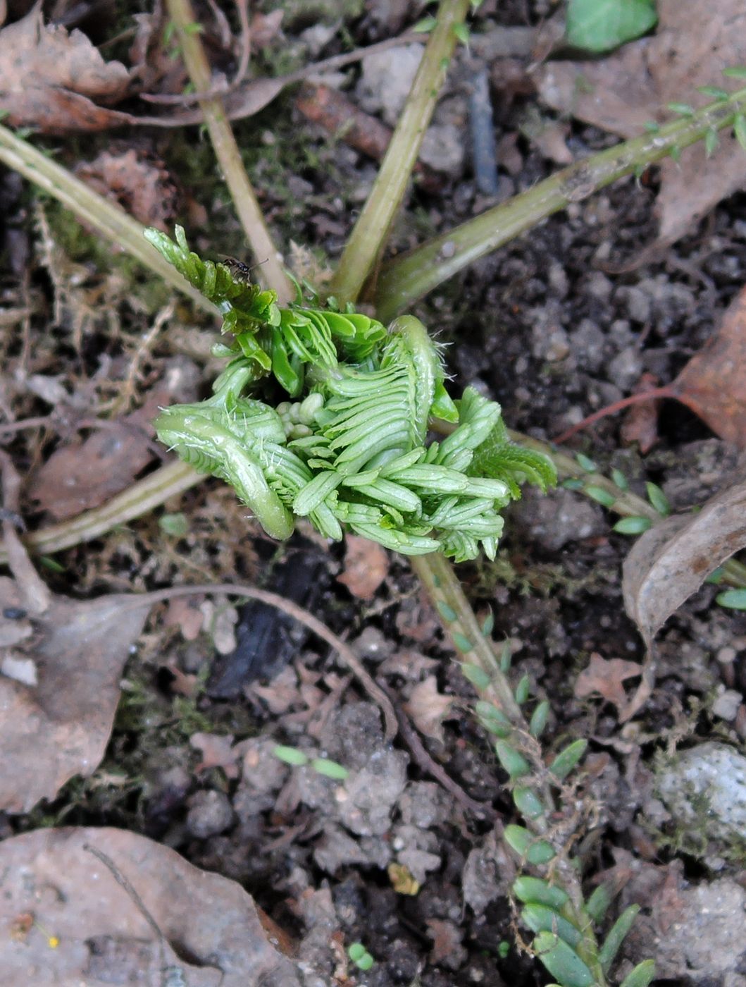 Изображение особи Pteridophyllum racemosum.