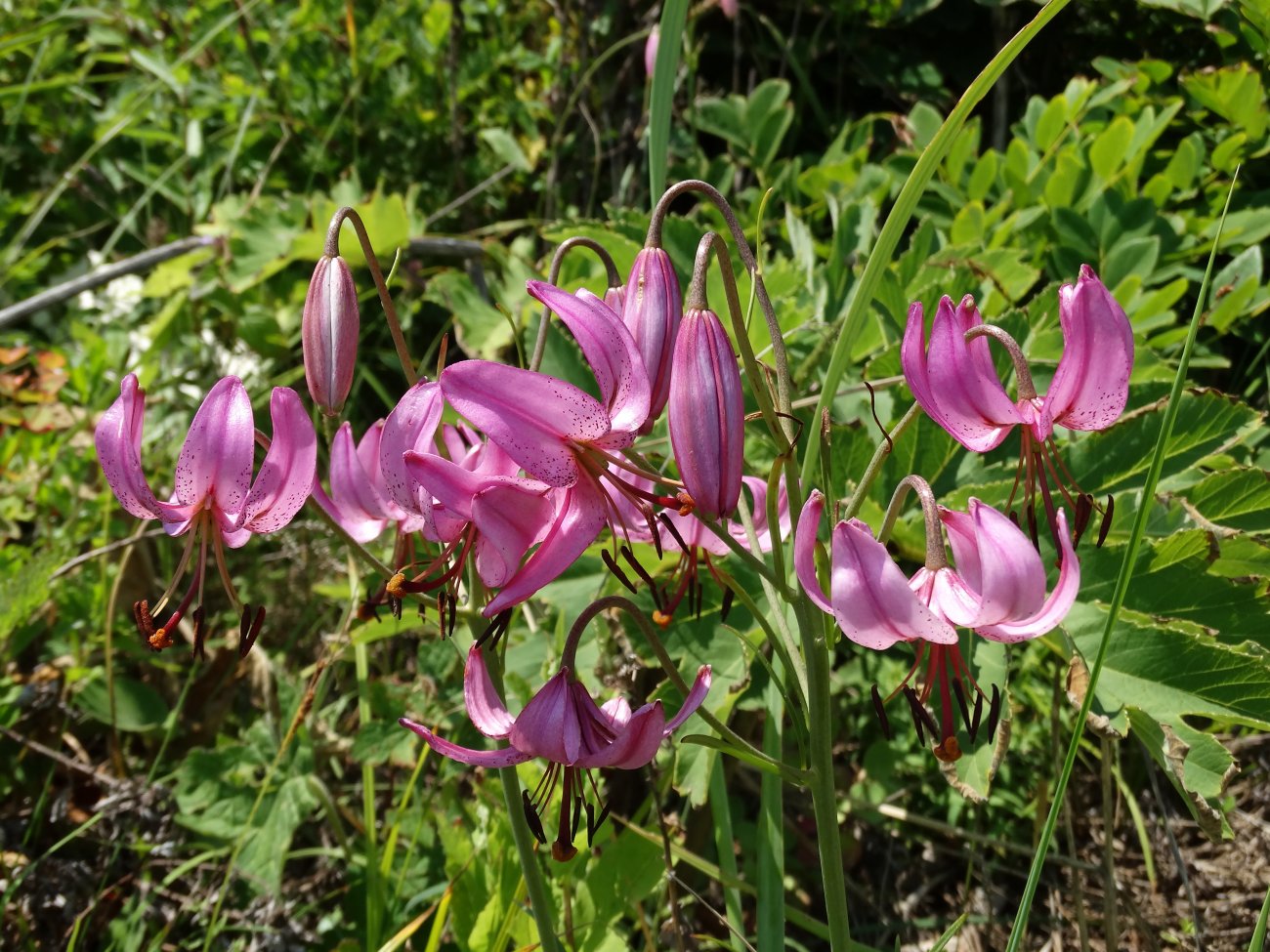 Image of Lilium cernuum specimen.