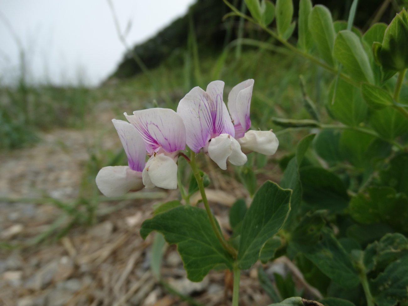 Image of Lathyrus japonicus specimen.