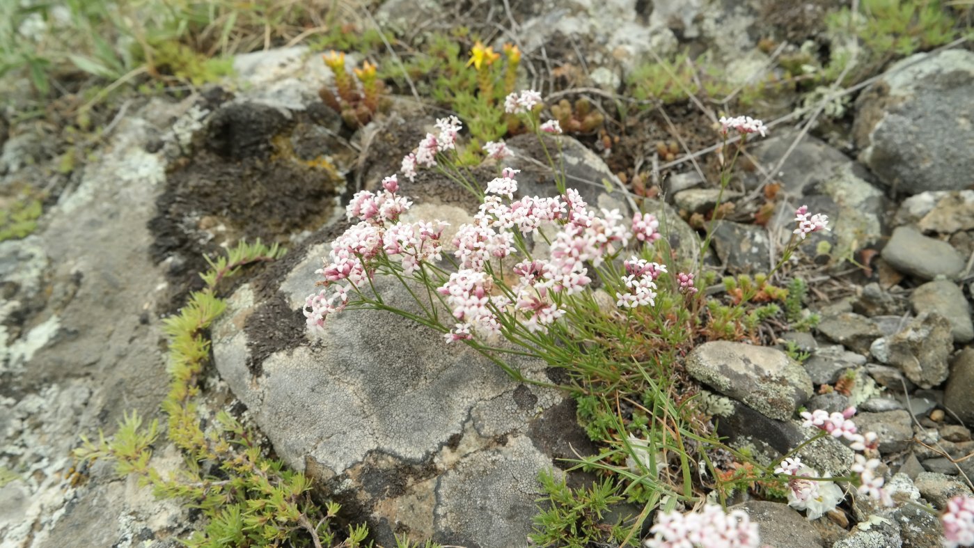 Изображение особи род Asperula.