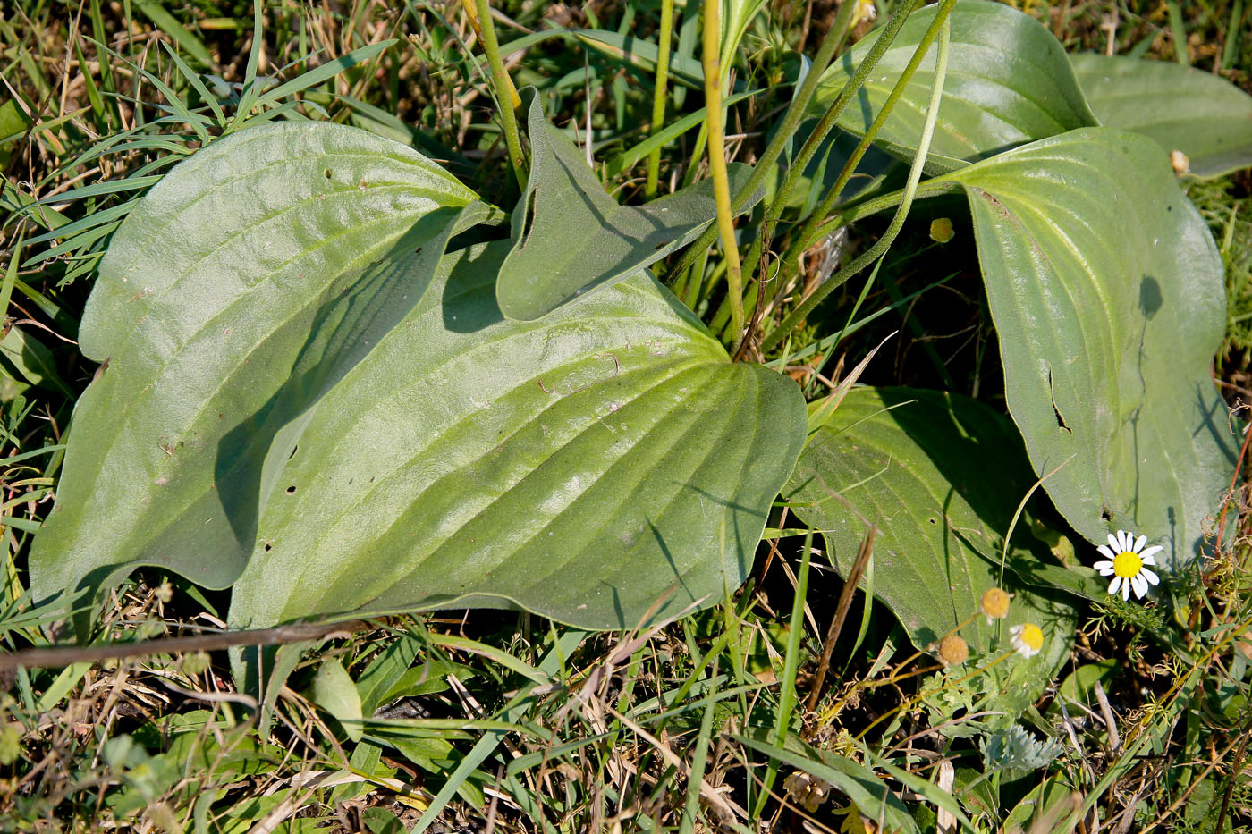 Image of Plantago maxima specimen.