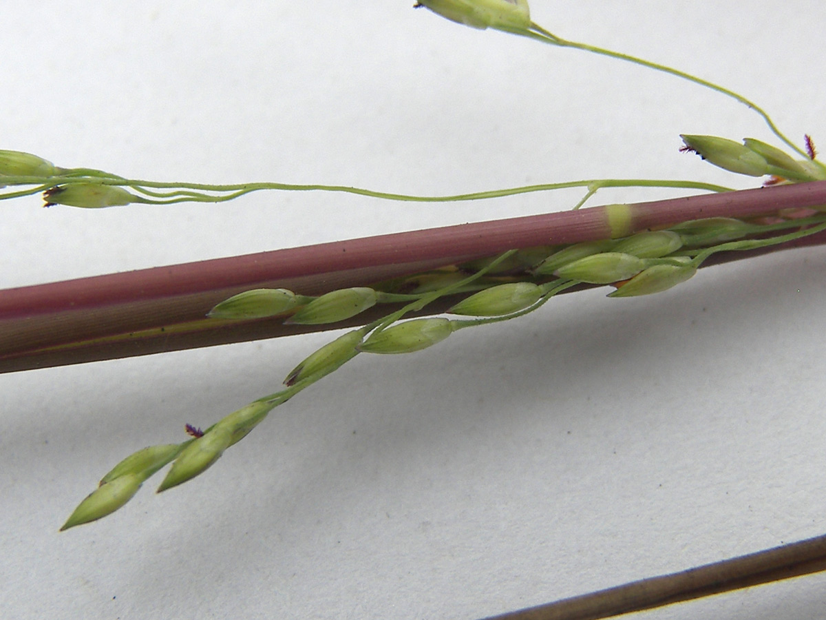 Image of Panicum dichotomiflorum specimen.