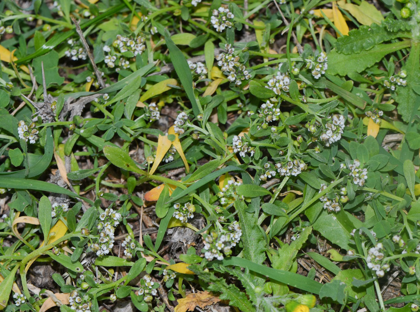 Image of Lobularia arabica specimen.