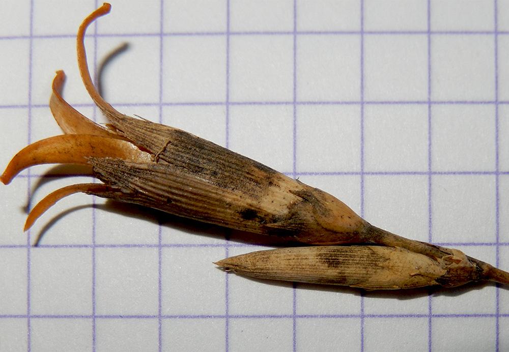 Изображение особи Dianthus lanceolatus.