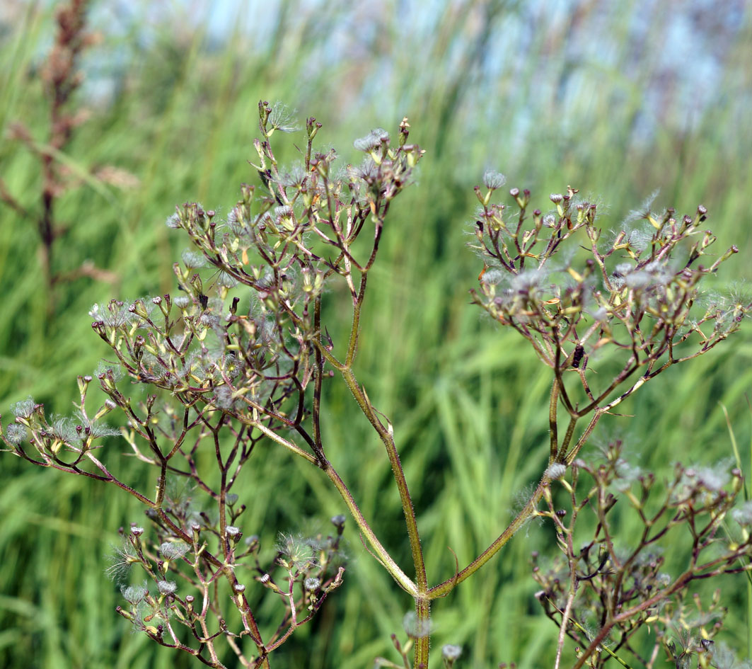 Изображение особи Valeriana officinalis.