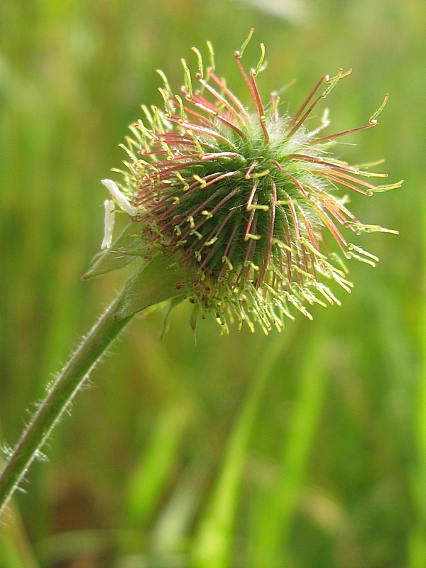 Image of Geum aleppicum specimen.