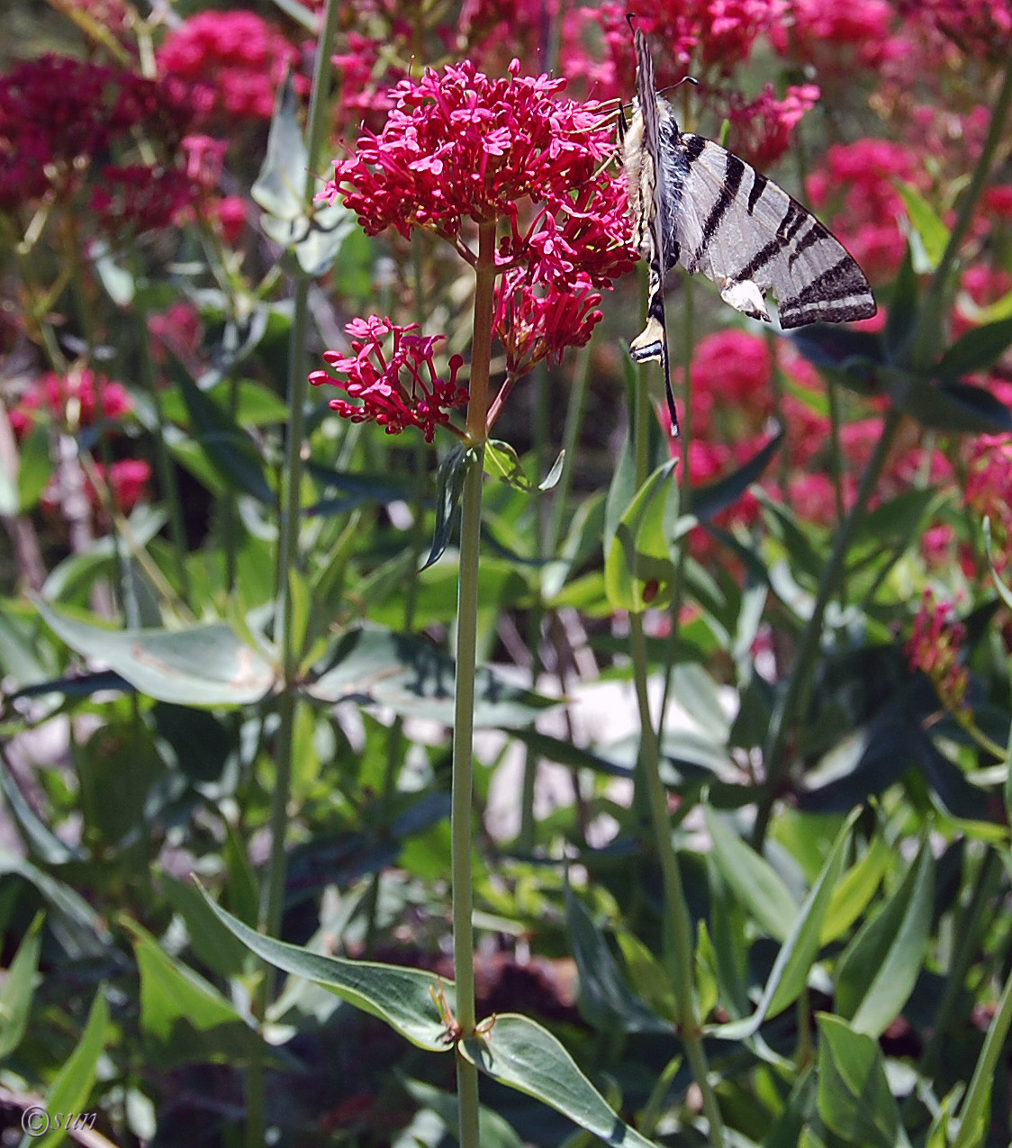 Изображение особи Centranthus ruber.