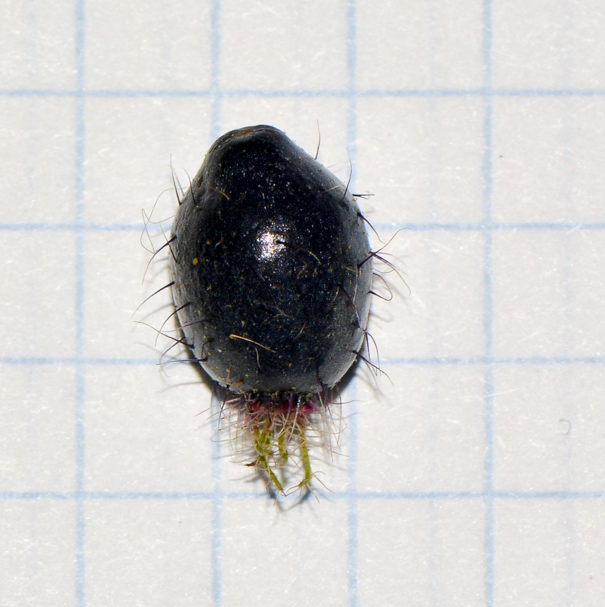 Image of Miconia crenata specimen.