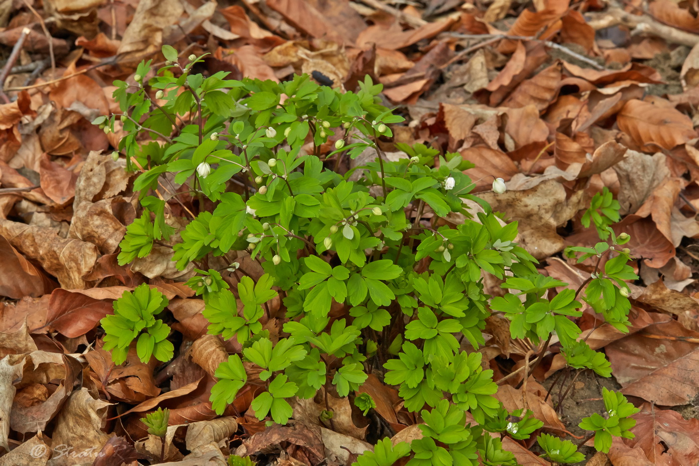 Изображение особи Isopyrum thalictroides.