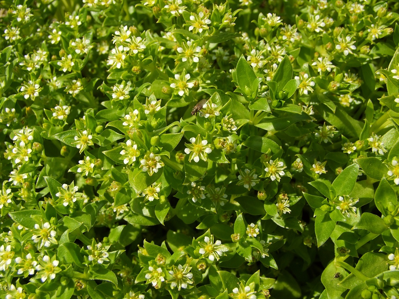 Image of Honckenya peploides ssp. major specimen.