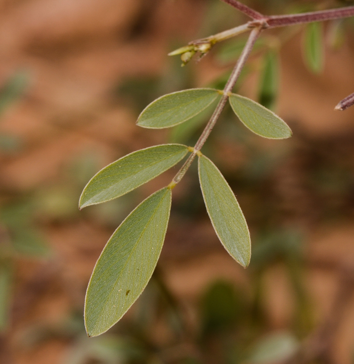 Image of Tephrosia apollinea specimen.