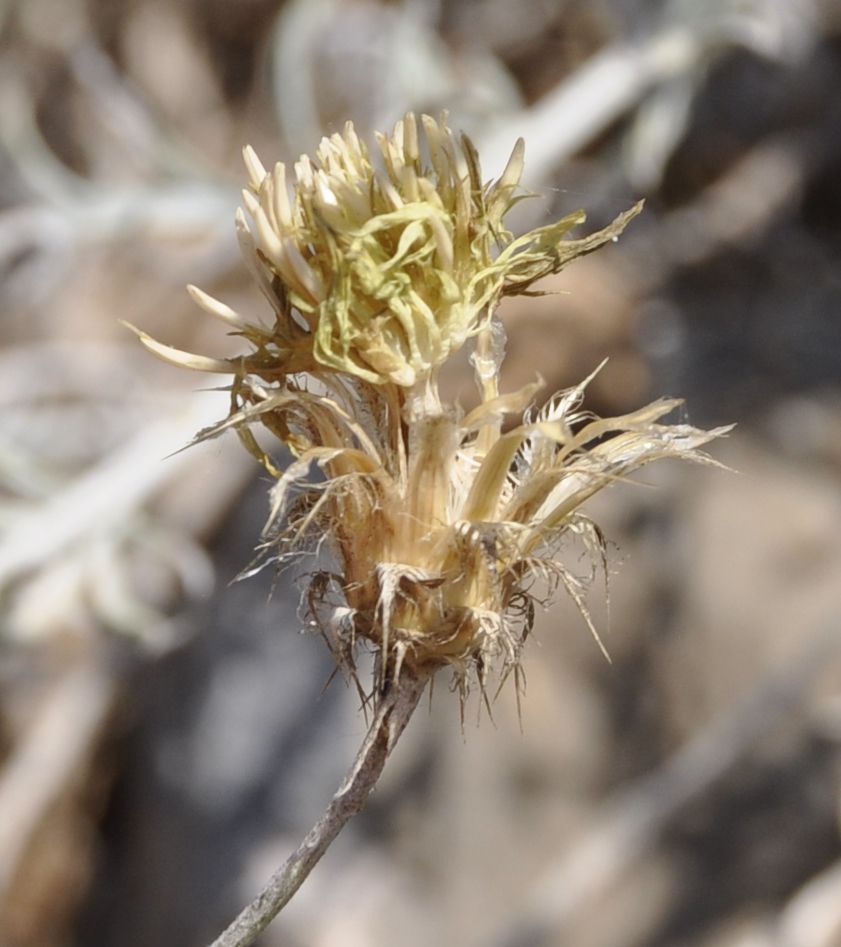 Image of Centaurea incompleta specimen.