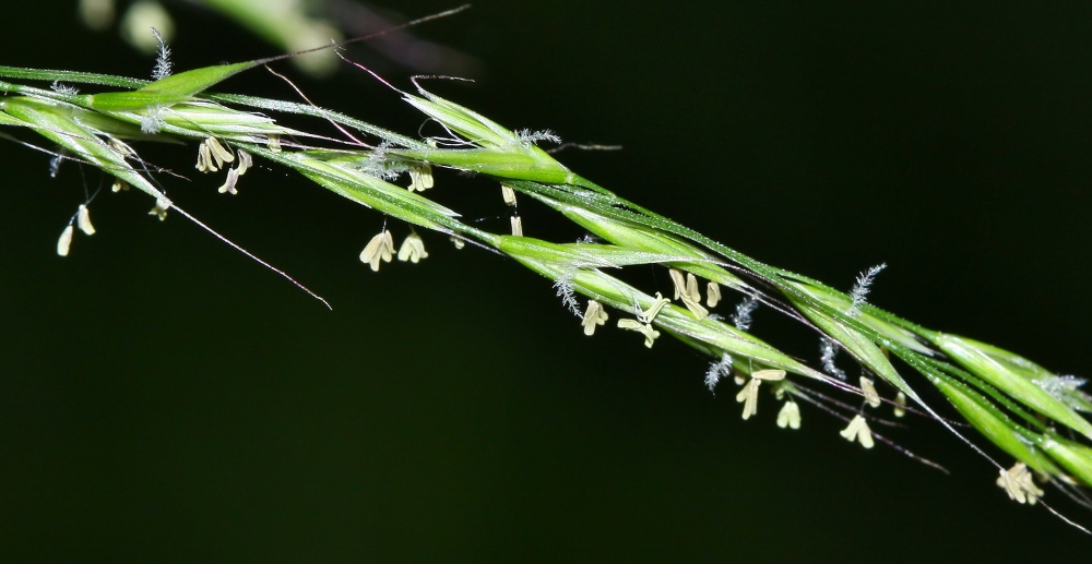 Изображение особи Festuca extremiorientalis.