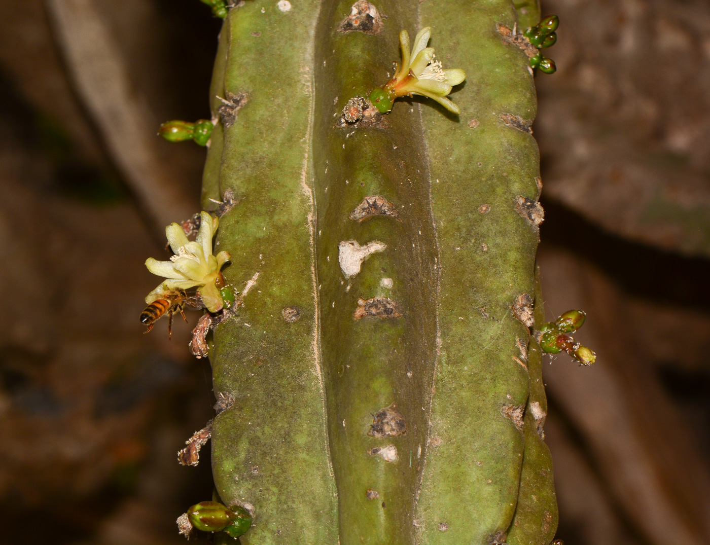 Image of Myrtillocactus geometrizans specimen.