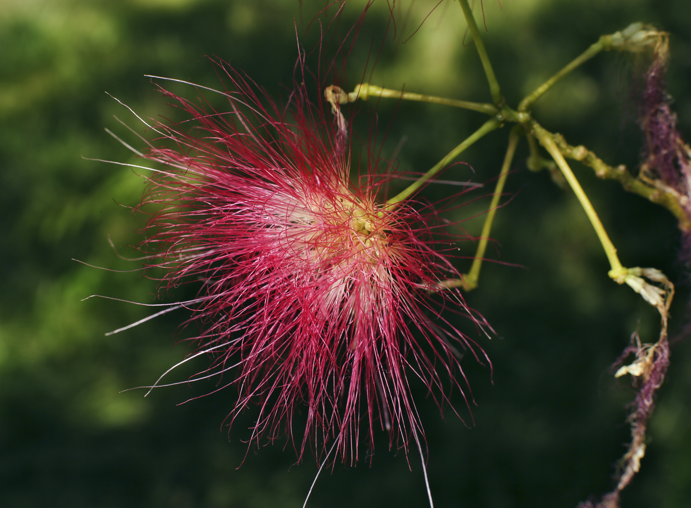 Image of Albizia julibrissin specimen.