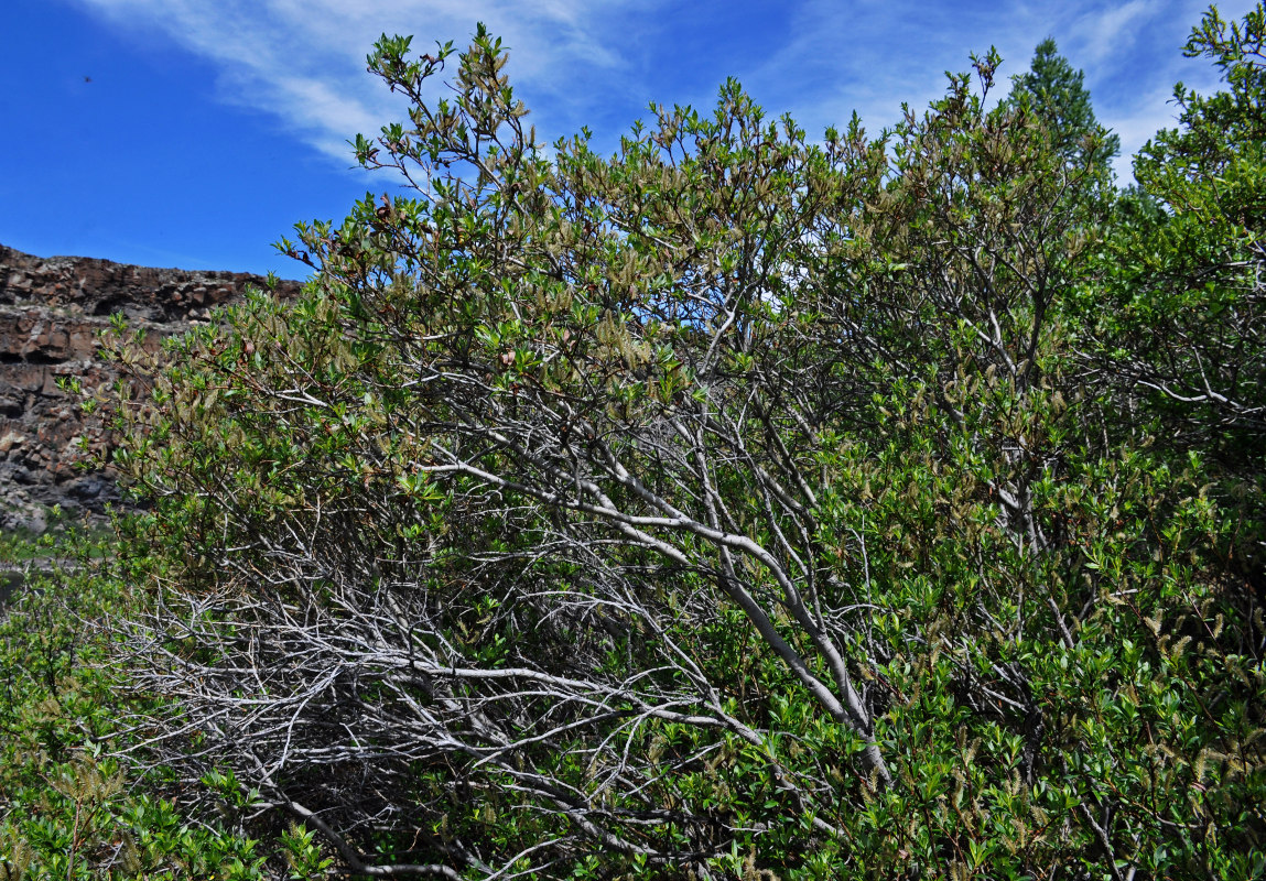 Image of genus Salix specimen.