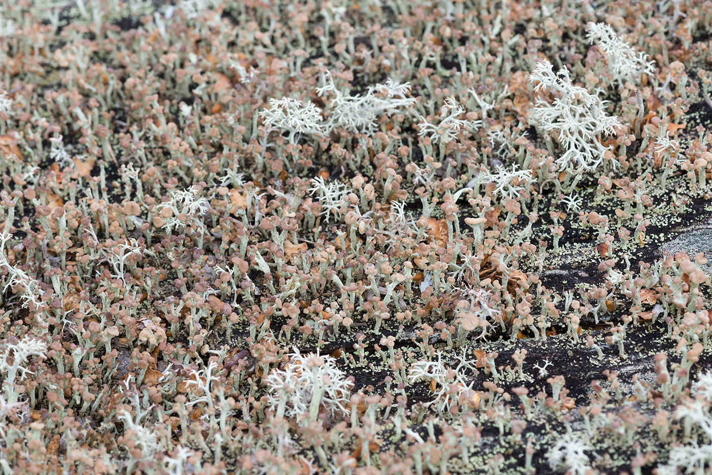 Image of Cladonia botrytes specimen.