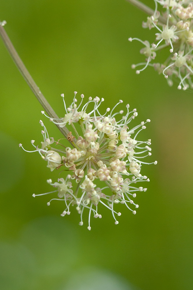 Изображение особи Angelica sylvestris.