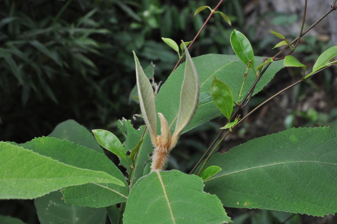 Image of Callicarpa kochiana specimen.