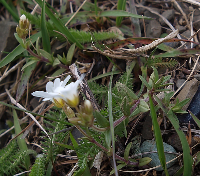 Image of Cerastium arvense specimen.