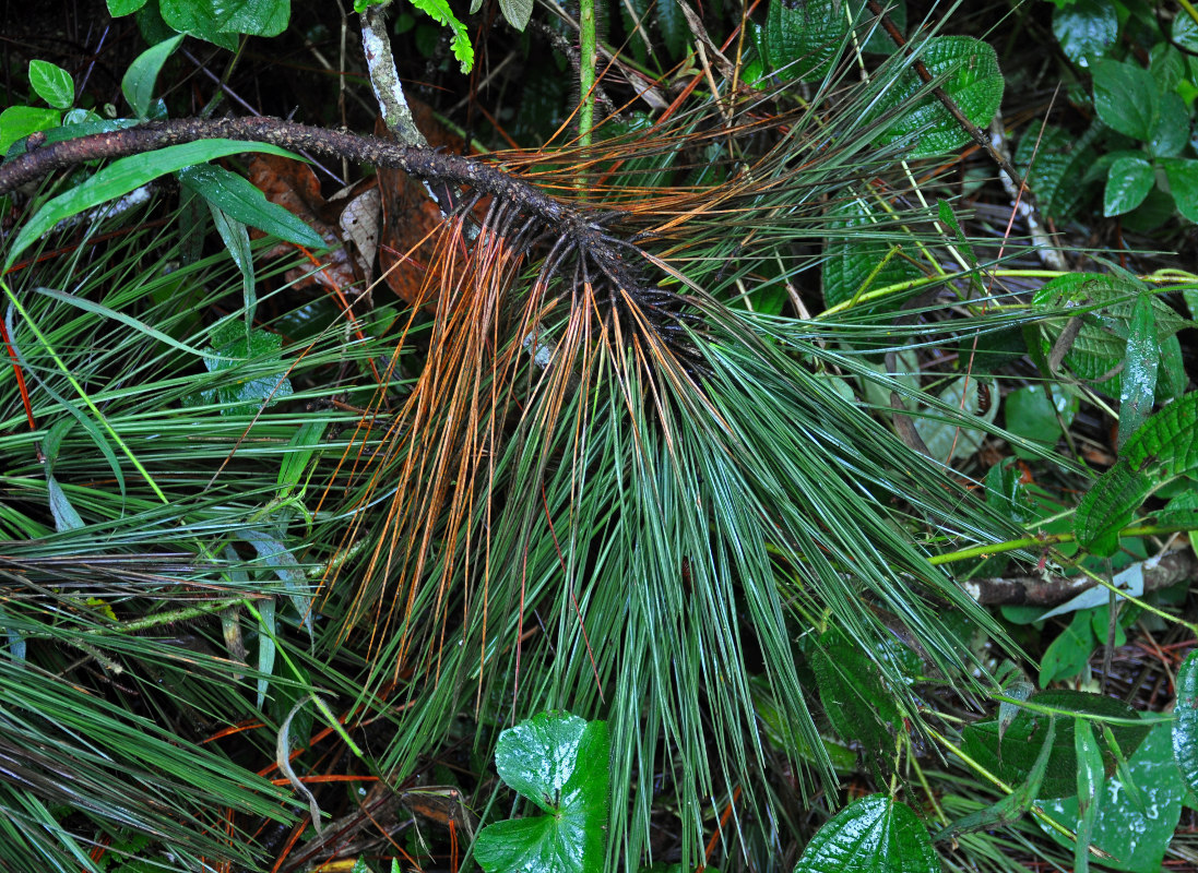 Image of Pinus caribaea specimen.