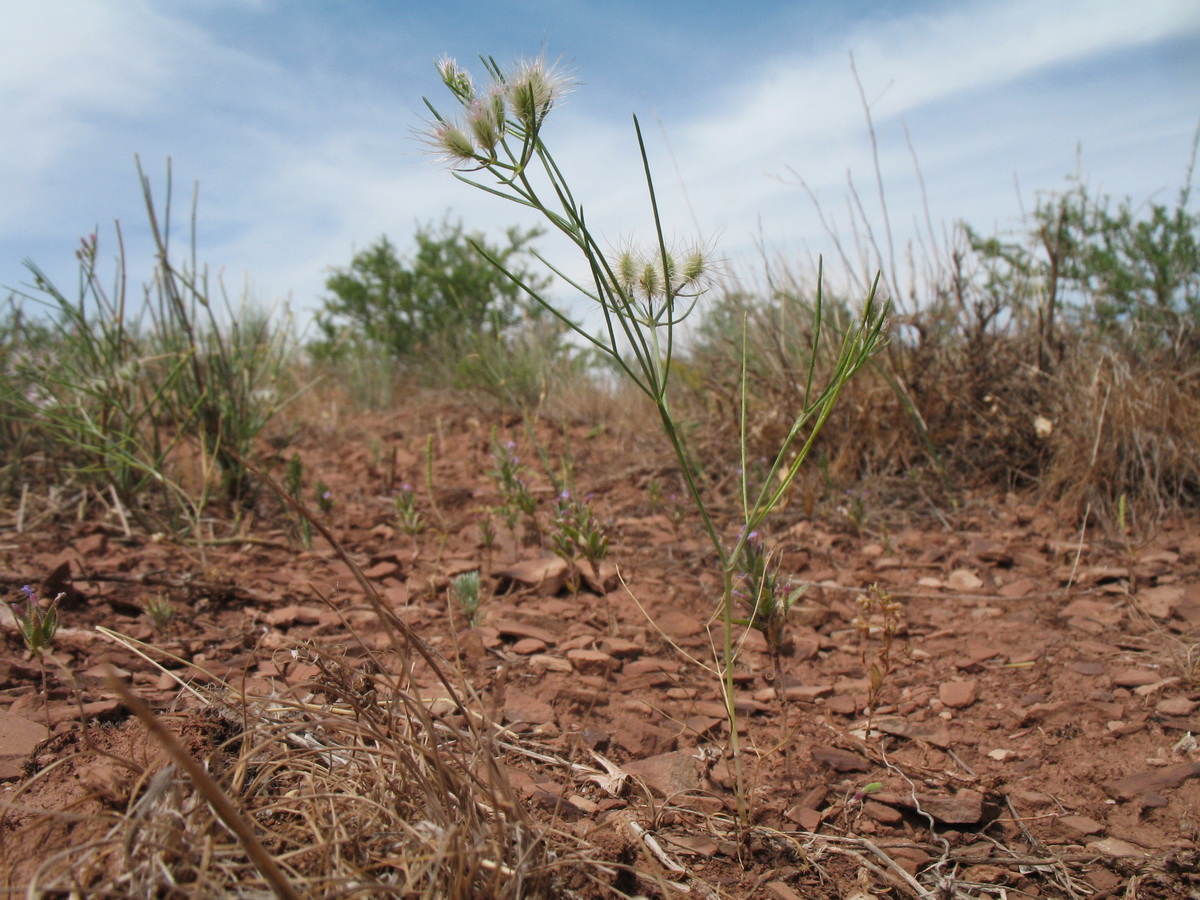 Image of Cuminum setifolium specimen.