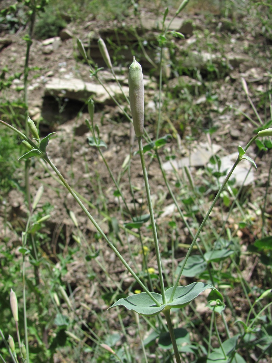 Изображение особи Silene chlorifolia.