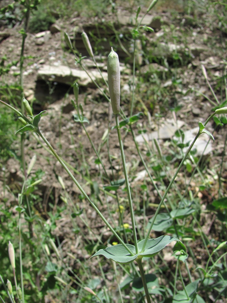 Image of Silene chlorifolia specimen.