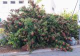 Combretum indicum. Цветущие растения. Израиль, г. Бат-Ям, в озеленении. 01.06.2018.