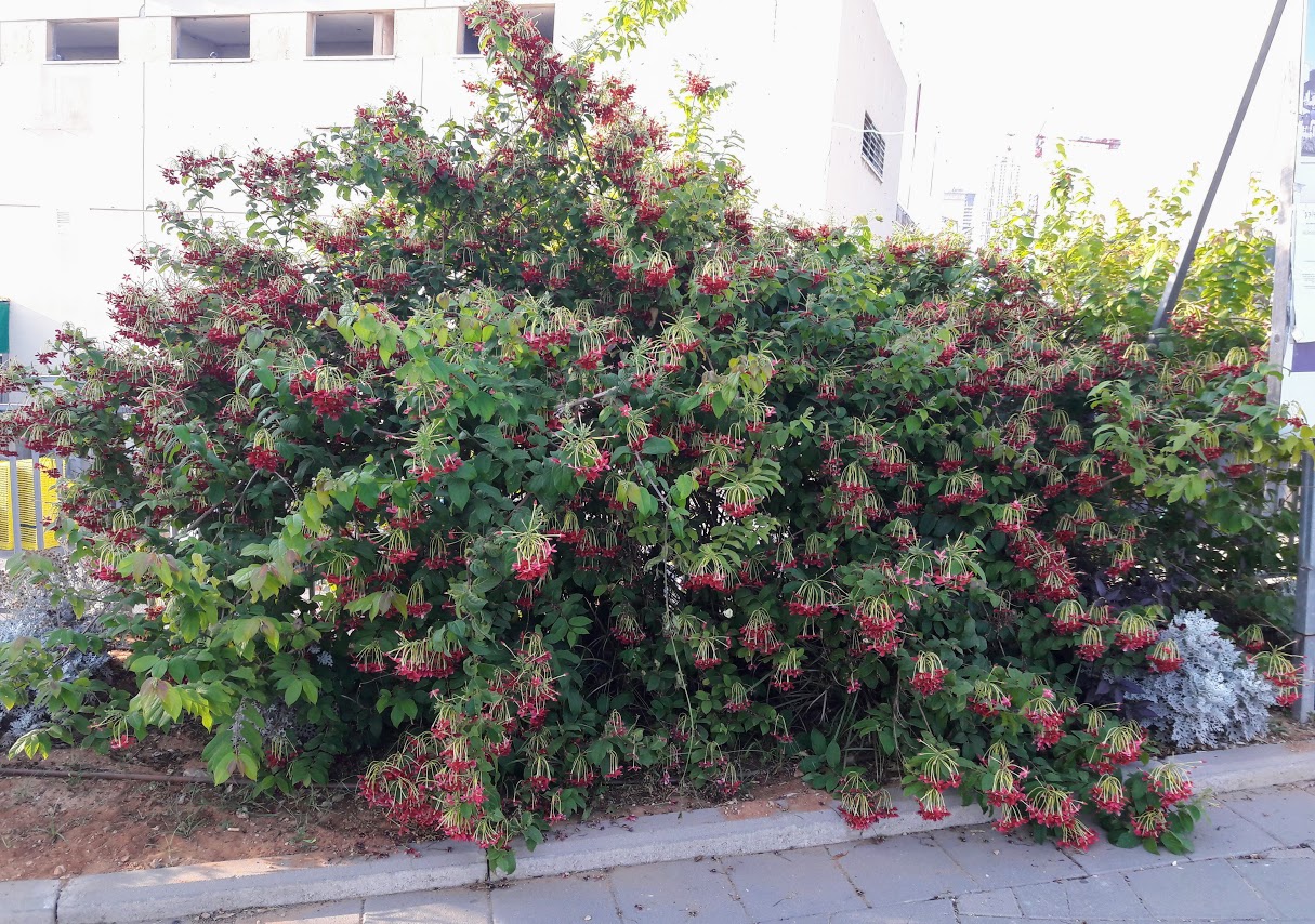 Изображение особи Combretum indicum.