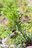 Tanacetum vulgare