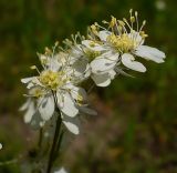 Filipendula vulgaris. Соцветия-корзинки. Нижегородская область, окр. г. Шумерля, пойма р. Сура, оз. Холодное. 11 июня 2008 г.