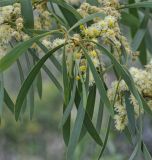 род Acacia