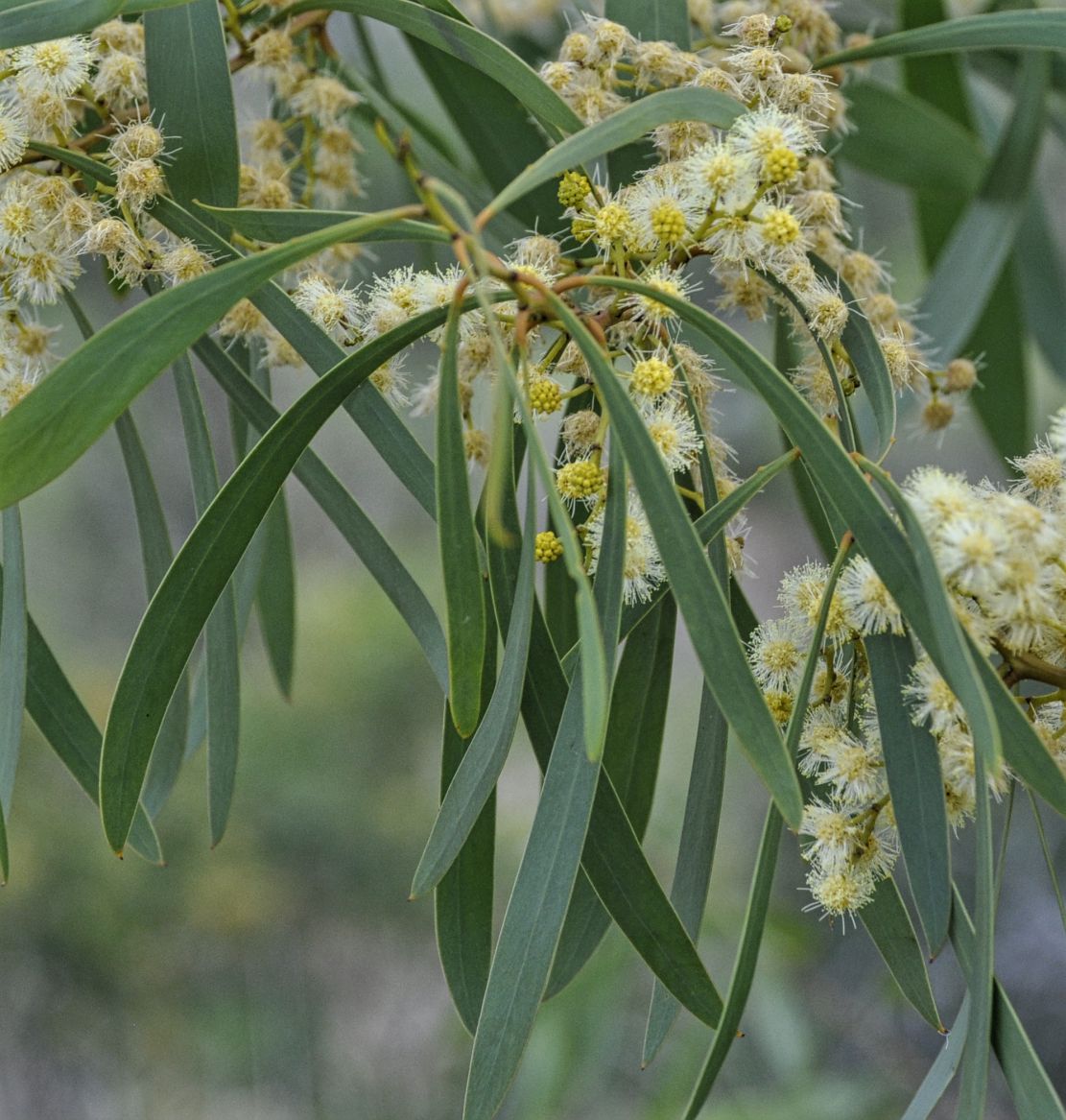 Изображение особи род Acacia.