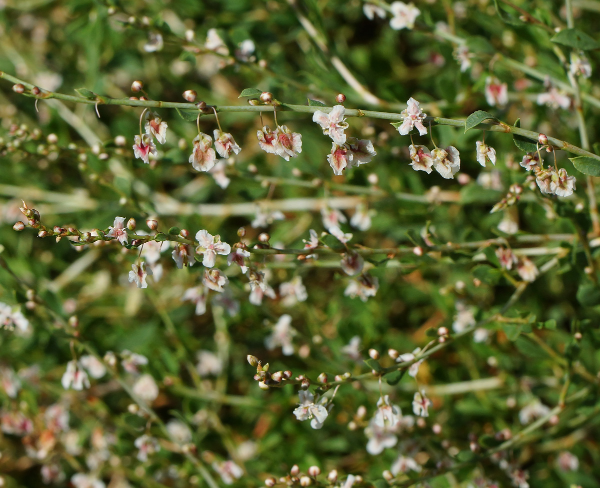 Image of Atraphaxis virgata specimen.