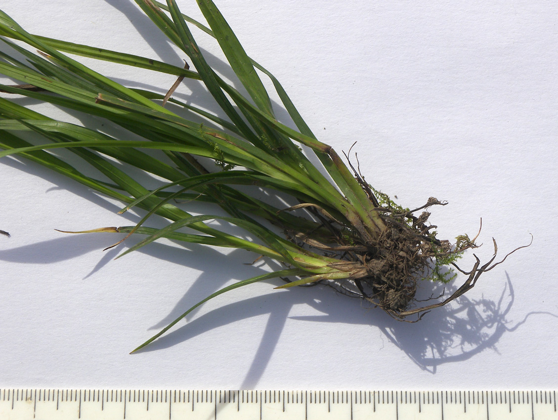 Image of Carex sylvatica specimen.