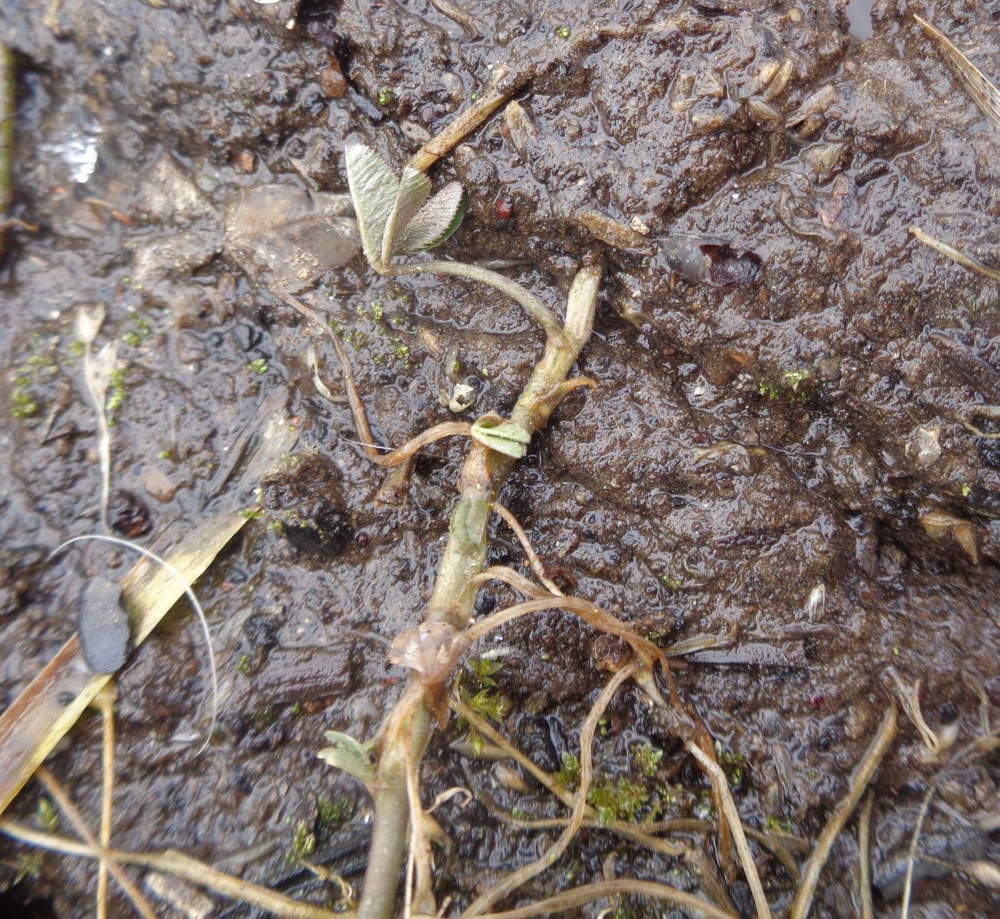 Image of Trifolium repens specimen.