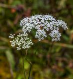 Pimpinella nigra. Верхушка цветущего растения. Пермский край, Лысьвинский р-н, окр. с. Кын-завод, гора Мёрзлая, поляна в еловом лесу. 23.09.2018.