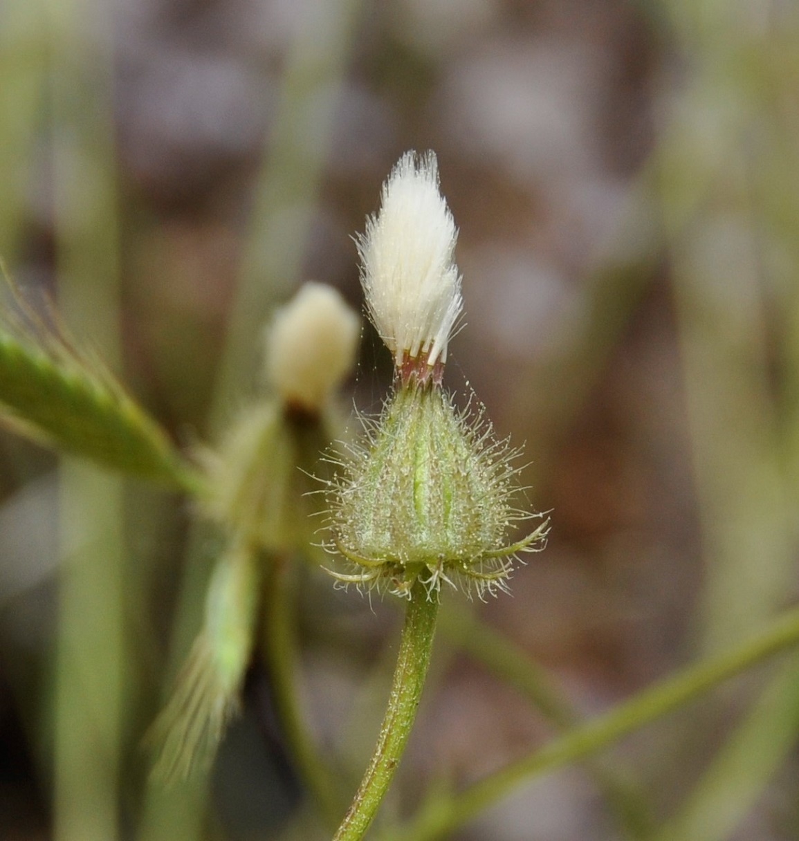 Image of Crepis foetida specimen.