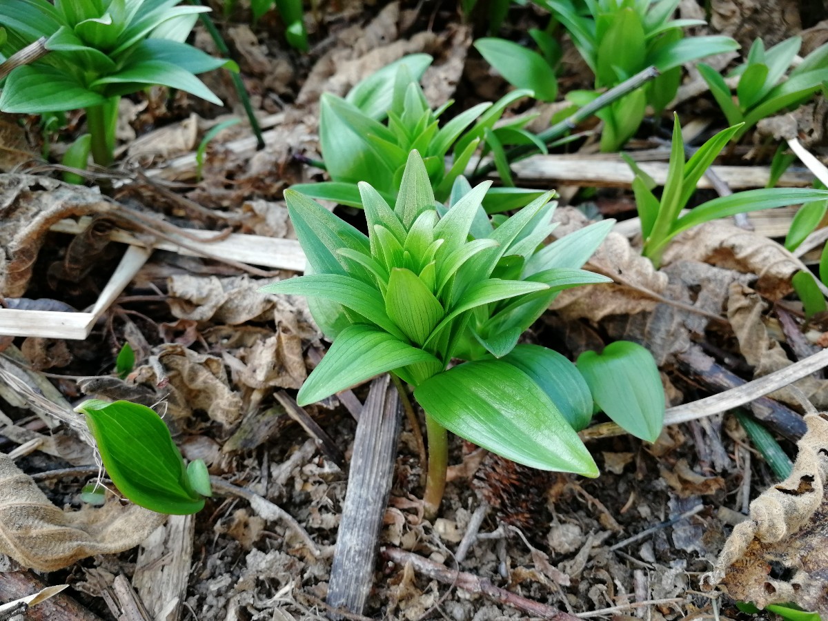 Image of Fritillaria camschatcensis specimen.