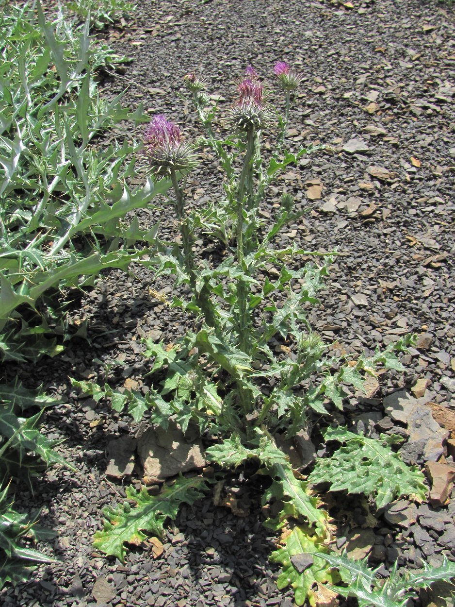 Image of genus Carduus specimen.