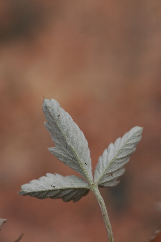 Image of Potentilla nervosa specimen.